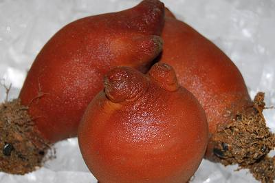 hoya.JPG