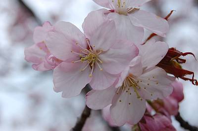 sakura.JPG