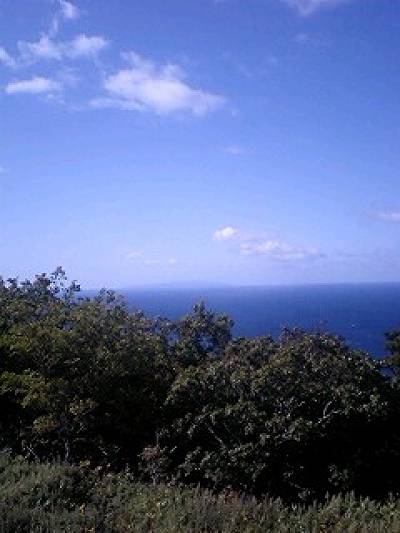 motuta-3.JPG